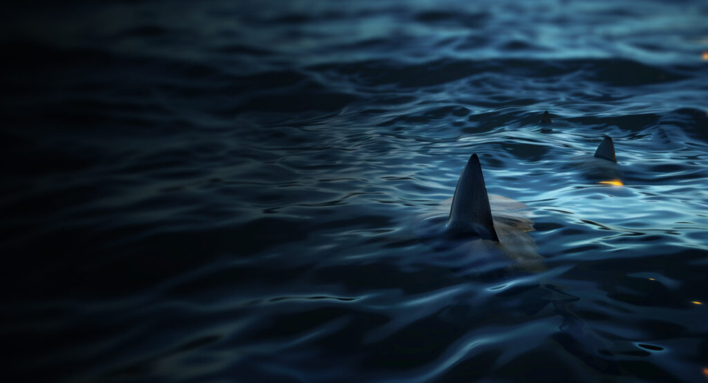 Two shark fins emerge from a dark, rippling body of water, creating a sense of mystery and tension. The water reflects dim light, highlighting the texture and movement of the surface.